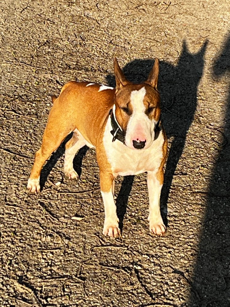 Hundetreffen-Loki sucht Spielgefährten-Profilbild