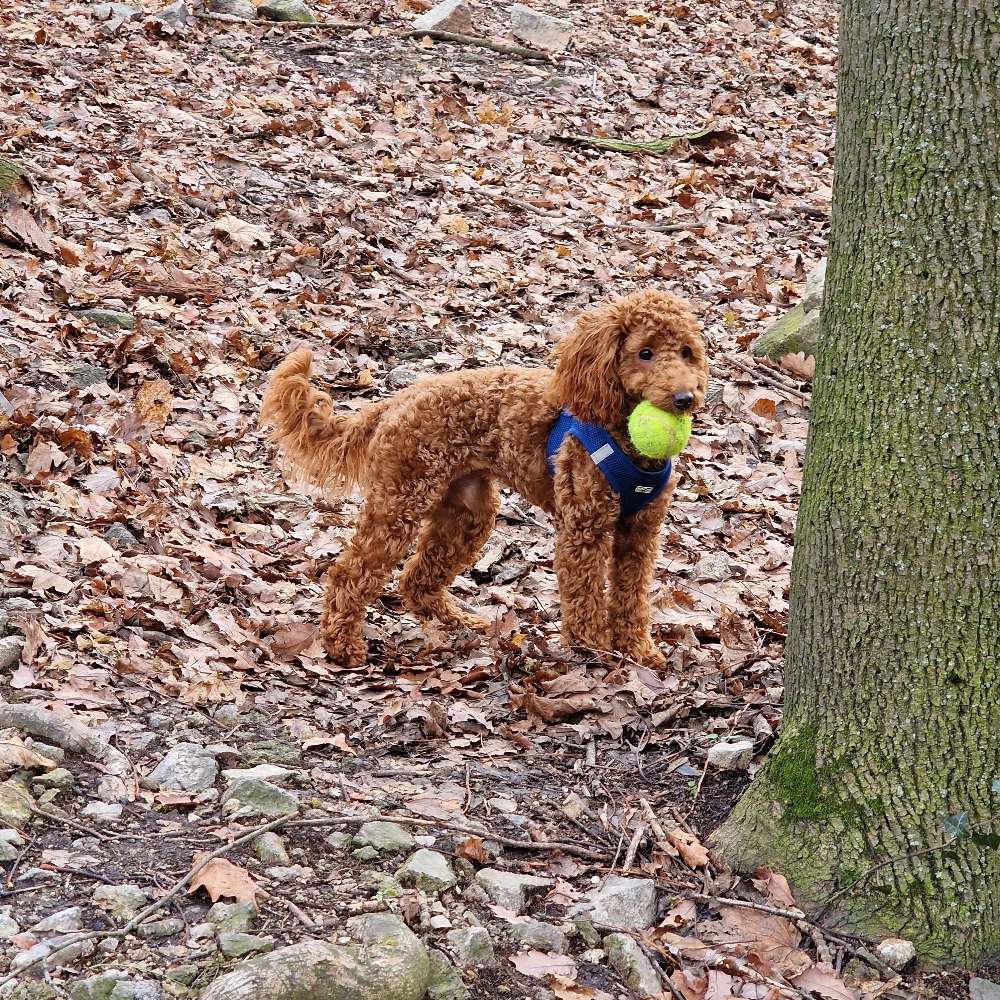 Hundetreffen-Spielrunde im Friedrichshain-Profilbild