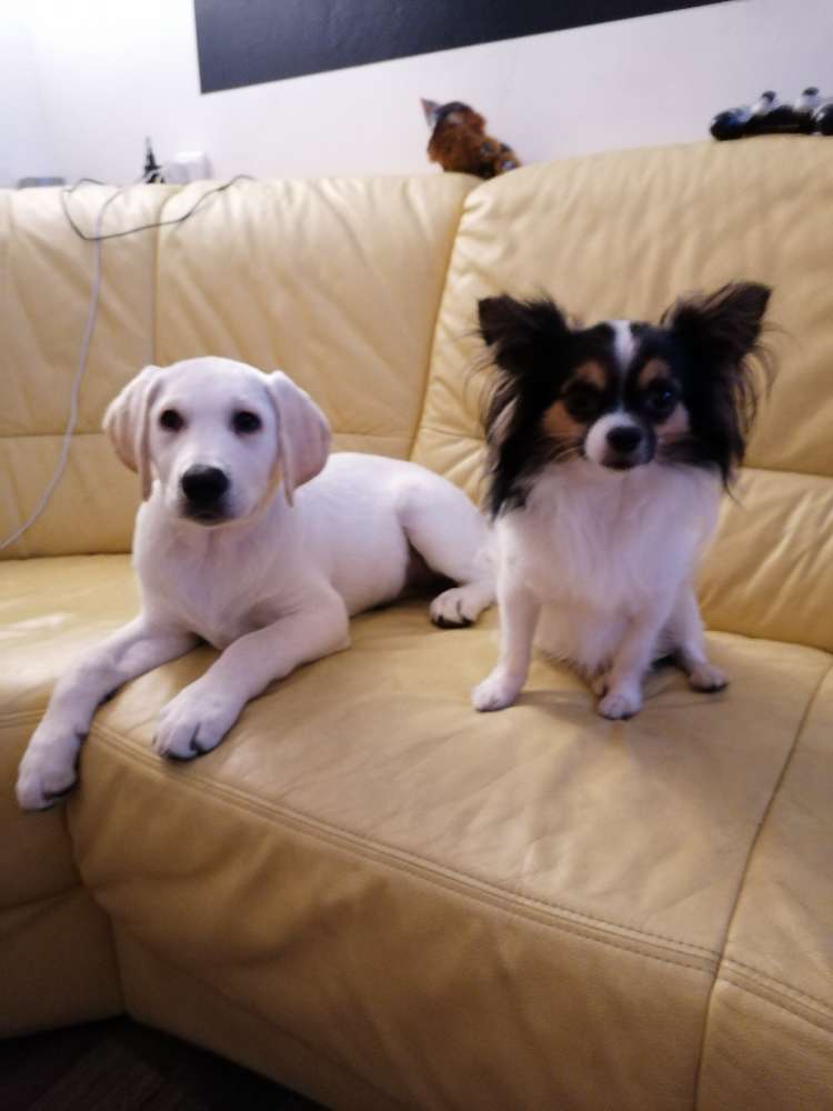 Hundetreffen-Spiele treffen-Profilbild