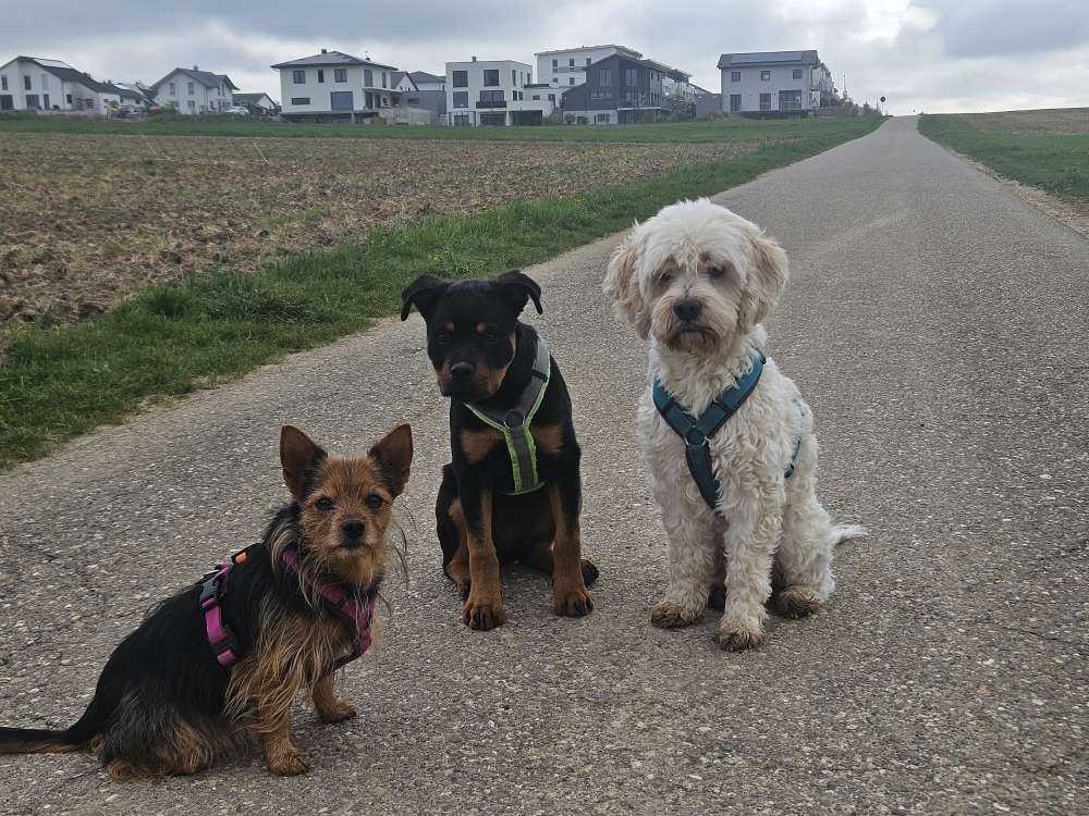 Hundetreffen-Gemeinsames Gassigehen-Profilbild