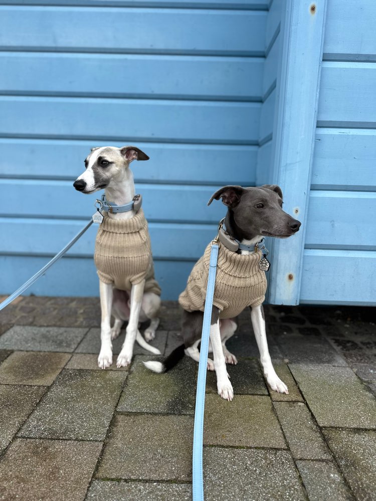 Hundetreffen-Windhunde Ostfriesland-Profilbild