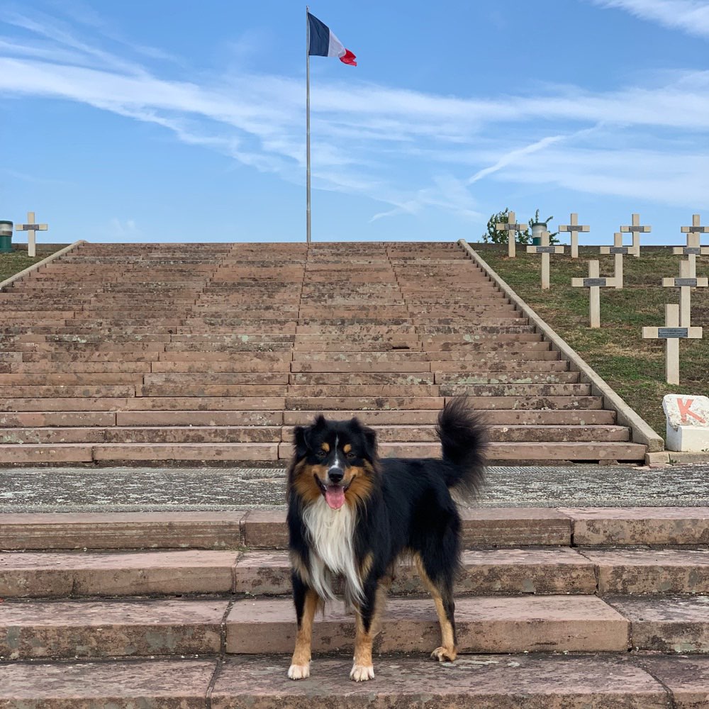 Hundetreffen-Spielkameraden gesucht für gemeinsame Spaziergehrunden-Profilbild