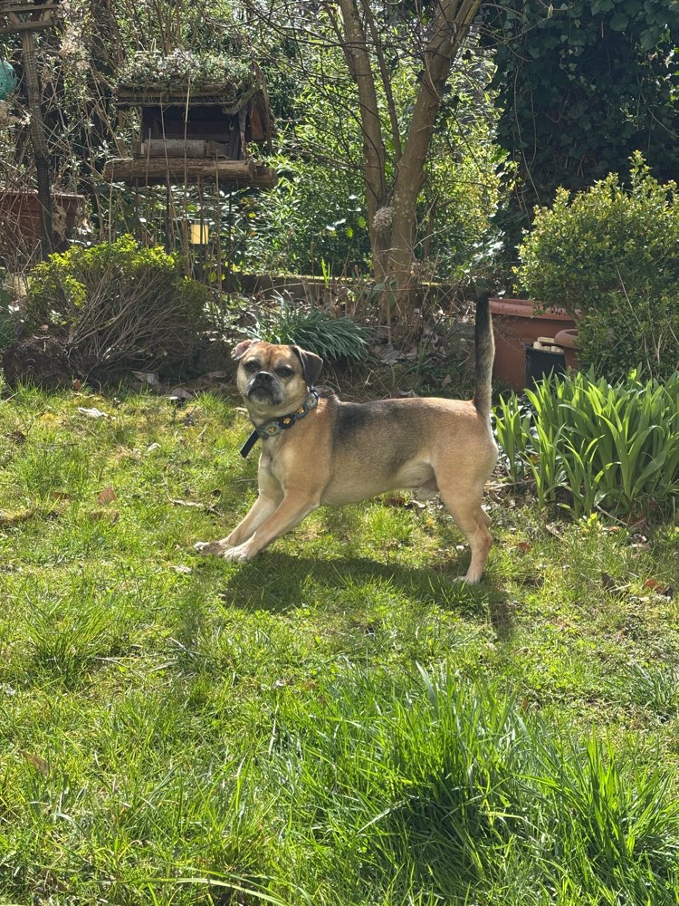 Hundetreffen-Hundetreffen in Bendorf und Umgebung-Profilbild