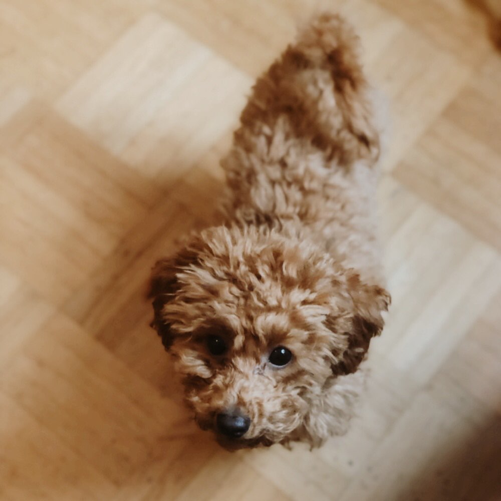 Hundetreffen-Welpentreffen im Luitpoldpark-Profilbild