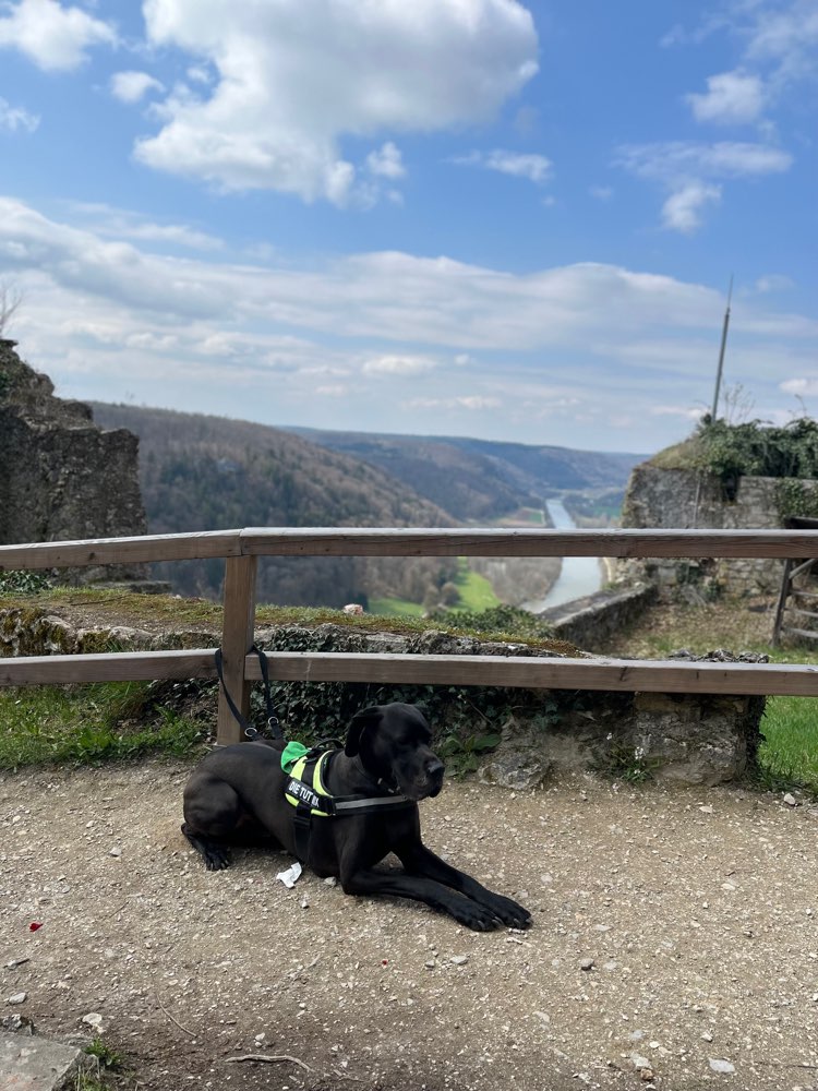 Hundetreffen-Gassi Runde-Profilbild