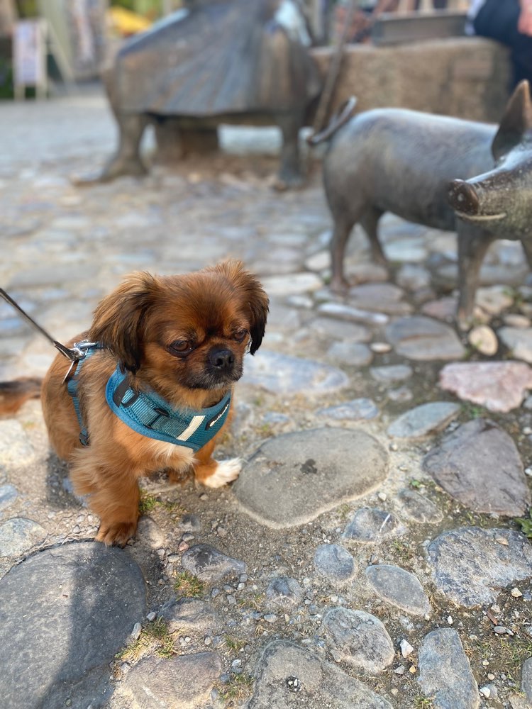 Hundetreffen-Babo sucht einen kleinen Freund oder Freundin-Profilbild