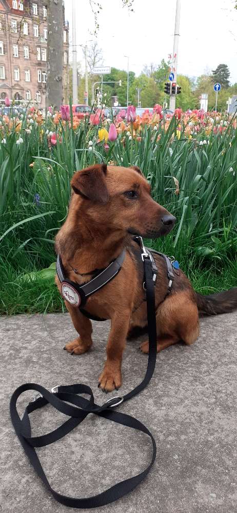 Hundetreffen-Spielfreunde gesucht/Impulskontrolle-Profilbild