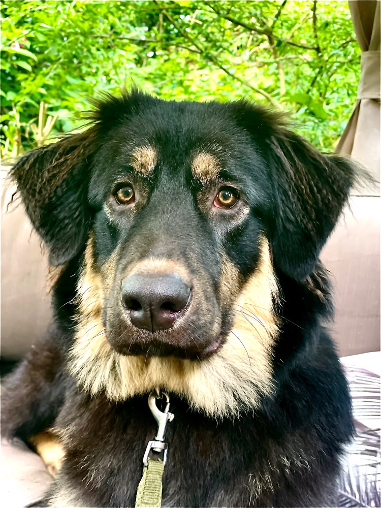 Hundetreffen-Treffen mit Maja-Profilbild