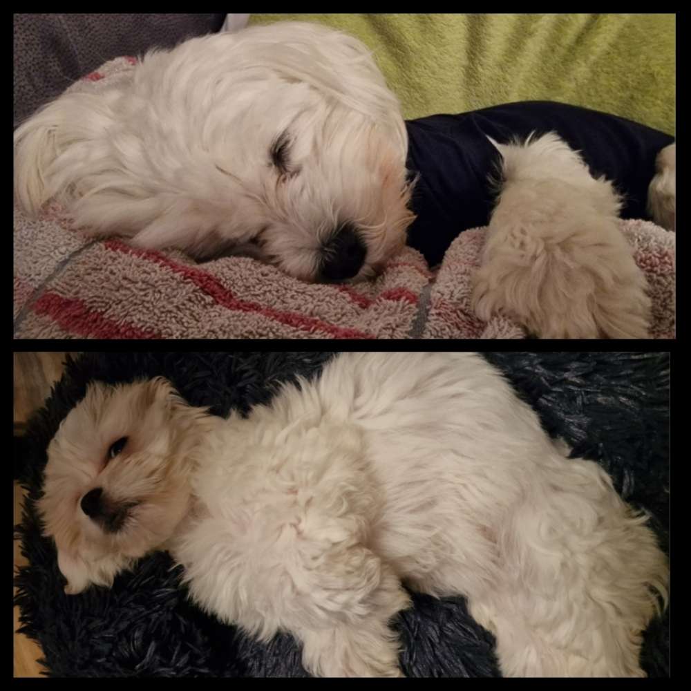 Hundetreffen-Gassi gehen und spielen-Profilbild