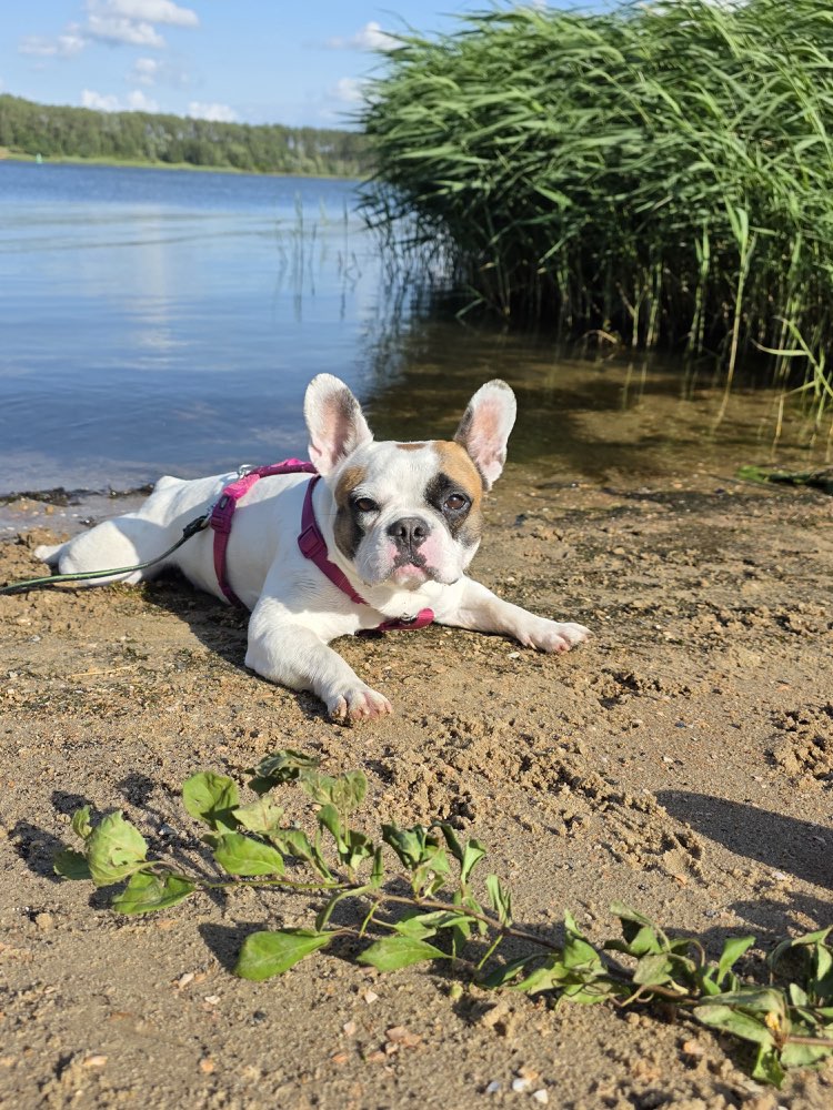 Hundetreffen-Hundetreffen/Trainingsrunde-Profilbild