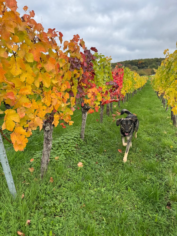 Hundetreffen-Wandern/spazieren mit Hund-Profilbild
