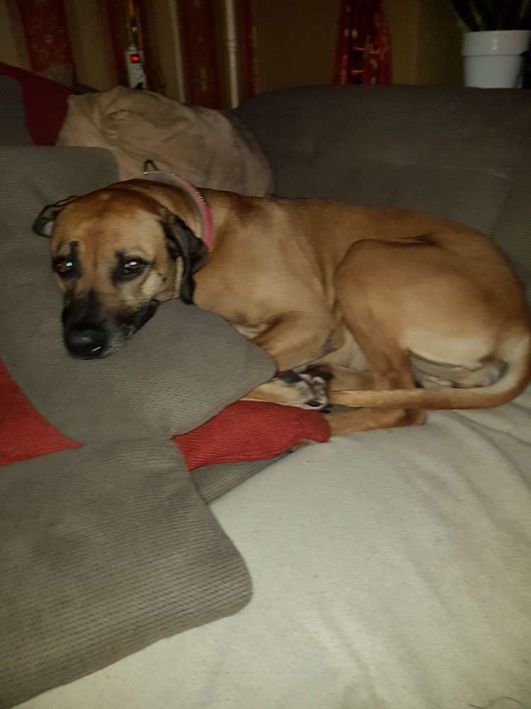 Hundetreffen-Gruppentreffen-Profilbild