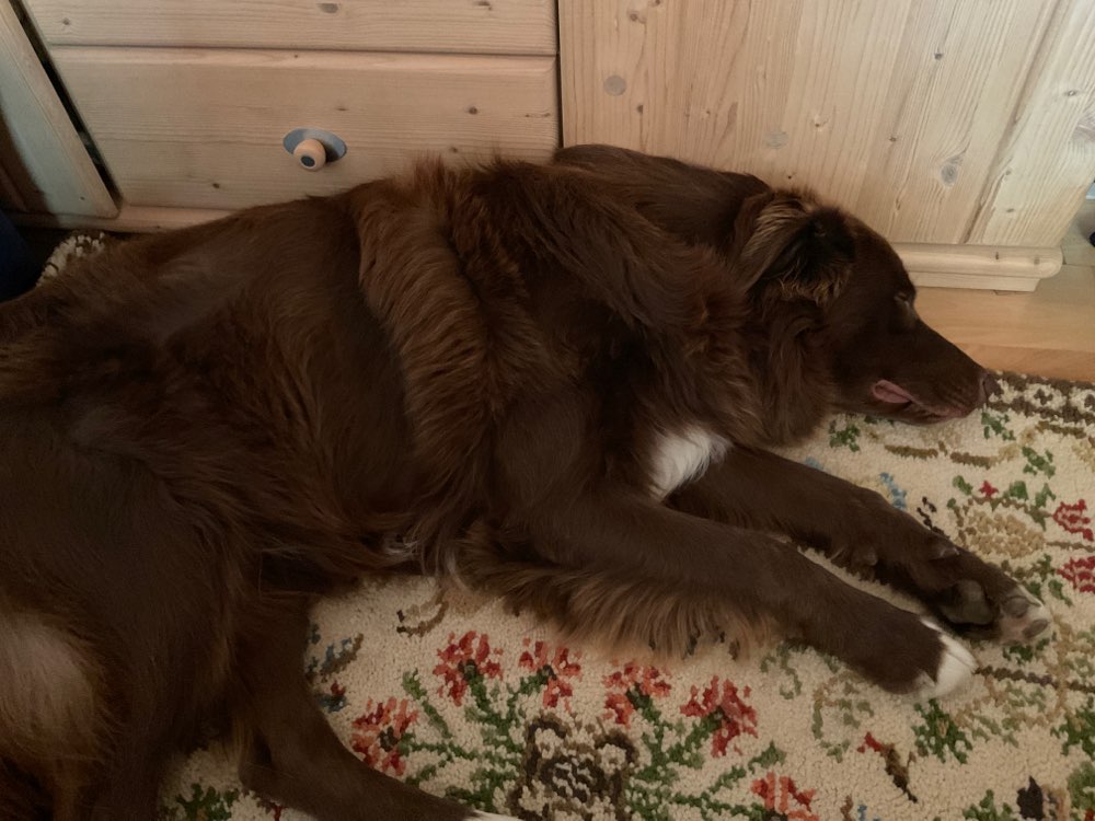 Hundetreffen-Treffen in Schrozberg-Profilbild