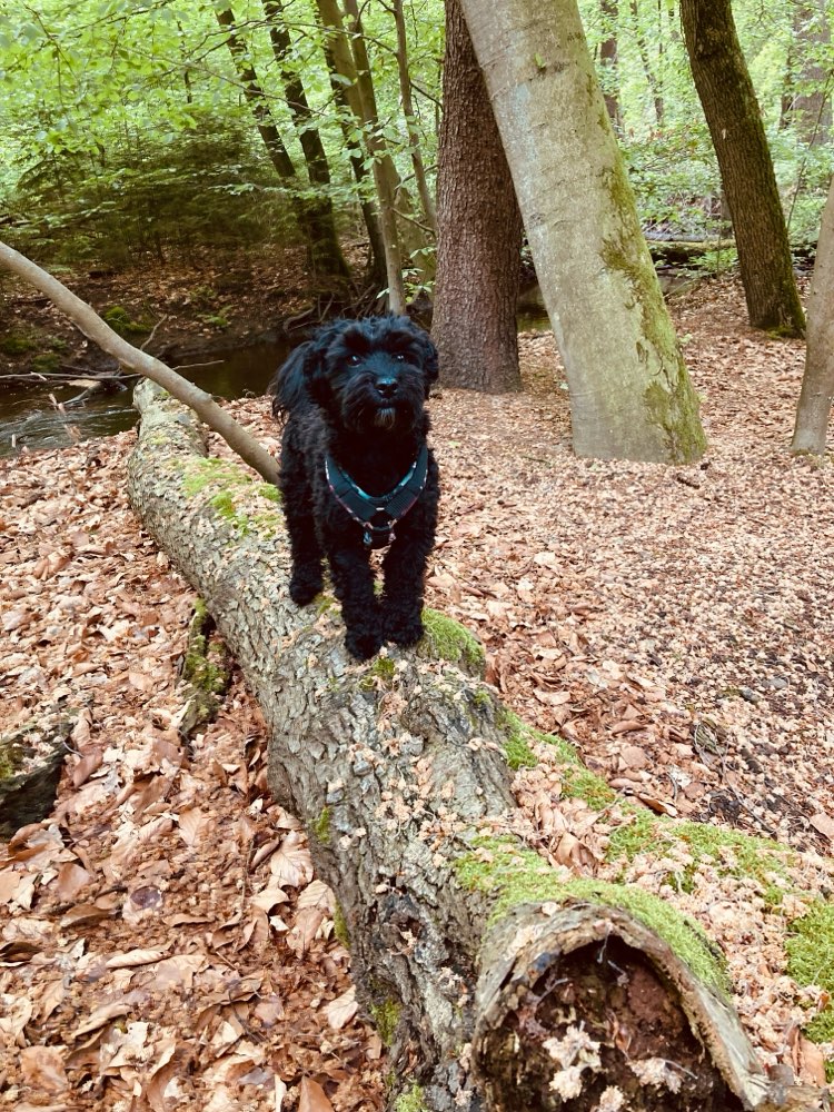 Hundetreffen-Spiel-und Gassitreff-Profilbild
