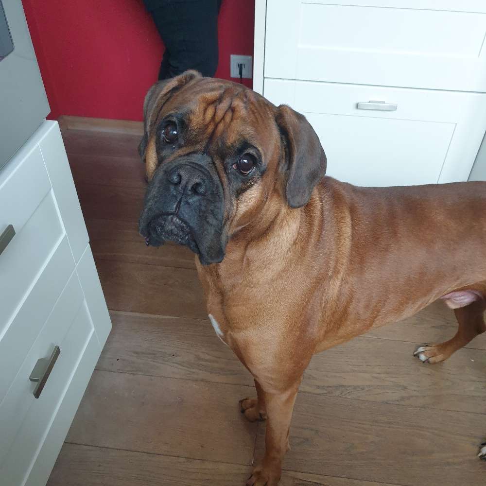 Hundetreffen-Gassi/Spieltreff-Profilbild