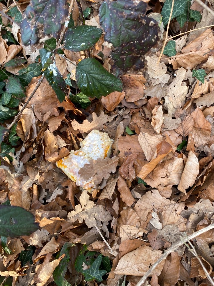 Giftköder-Möglicherweise ein Giftköder-Profilbild