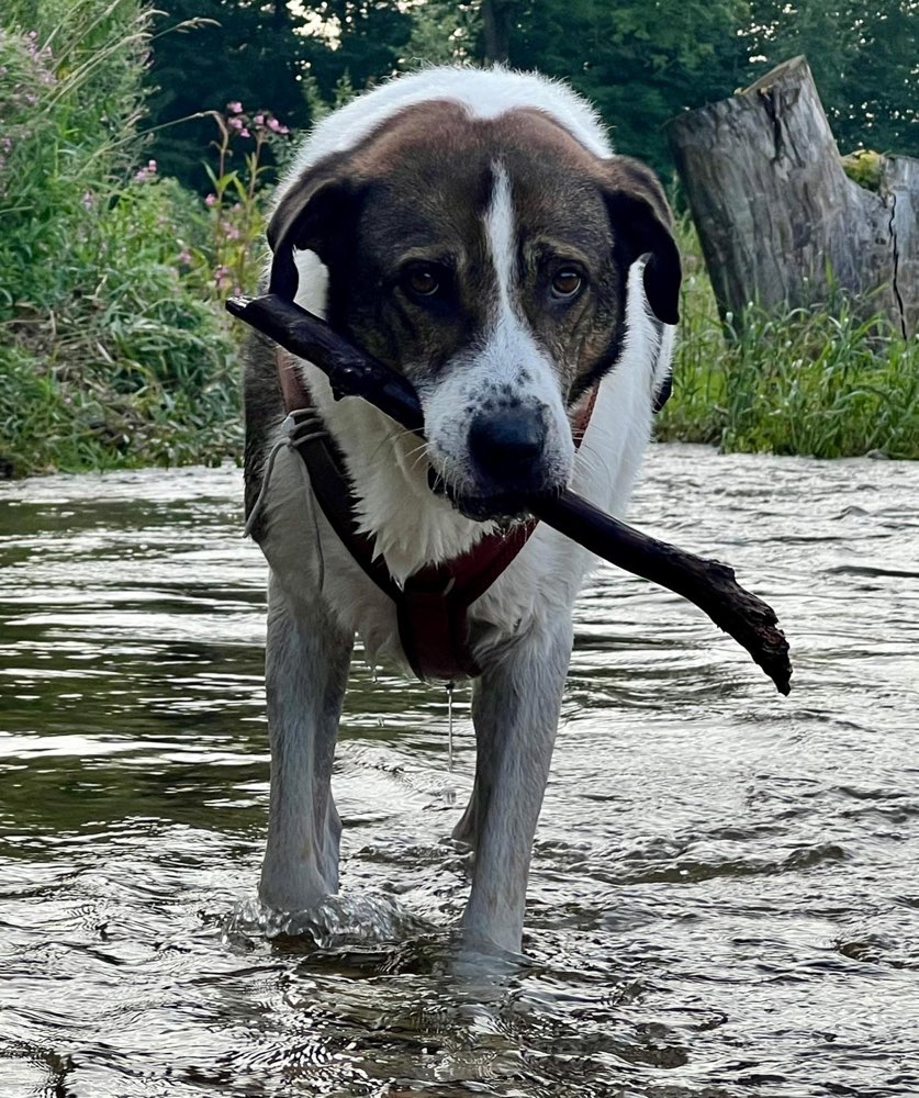 Hundetreffen-Honsensee-Profilbild