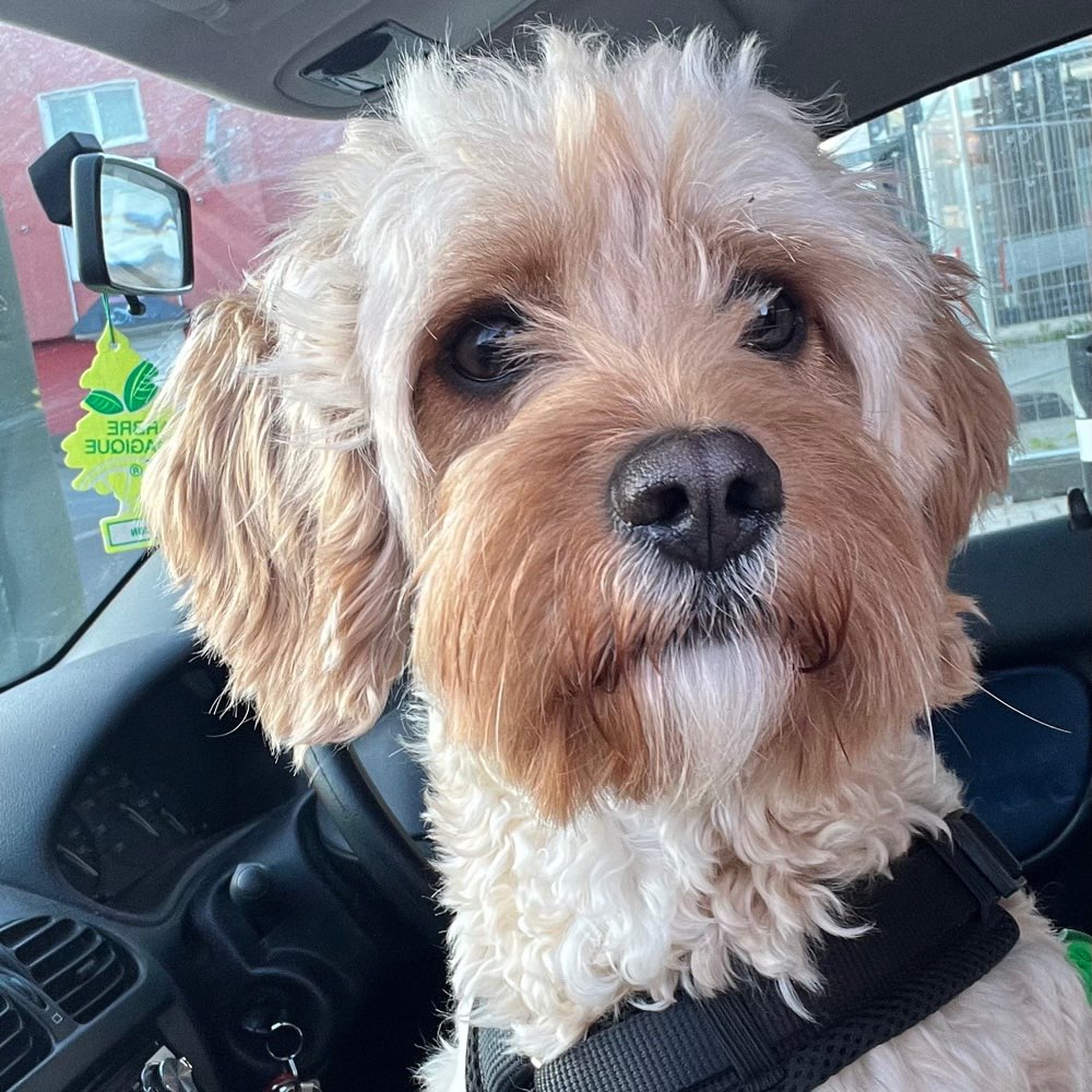 Hundetreffen-Gassi- und Spielrunde-Profilbild