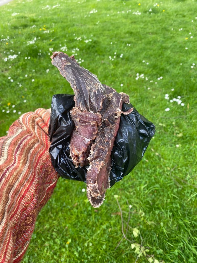 Giftköder-Fleisch ausgelegt-Profilbild