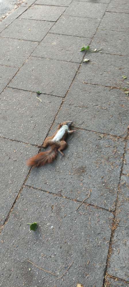 Giftköder-Blaukorn/Gift-Profilbild