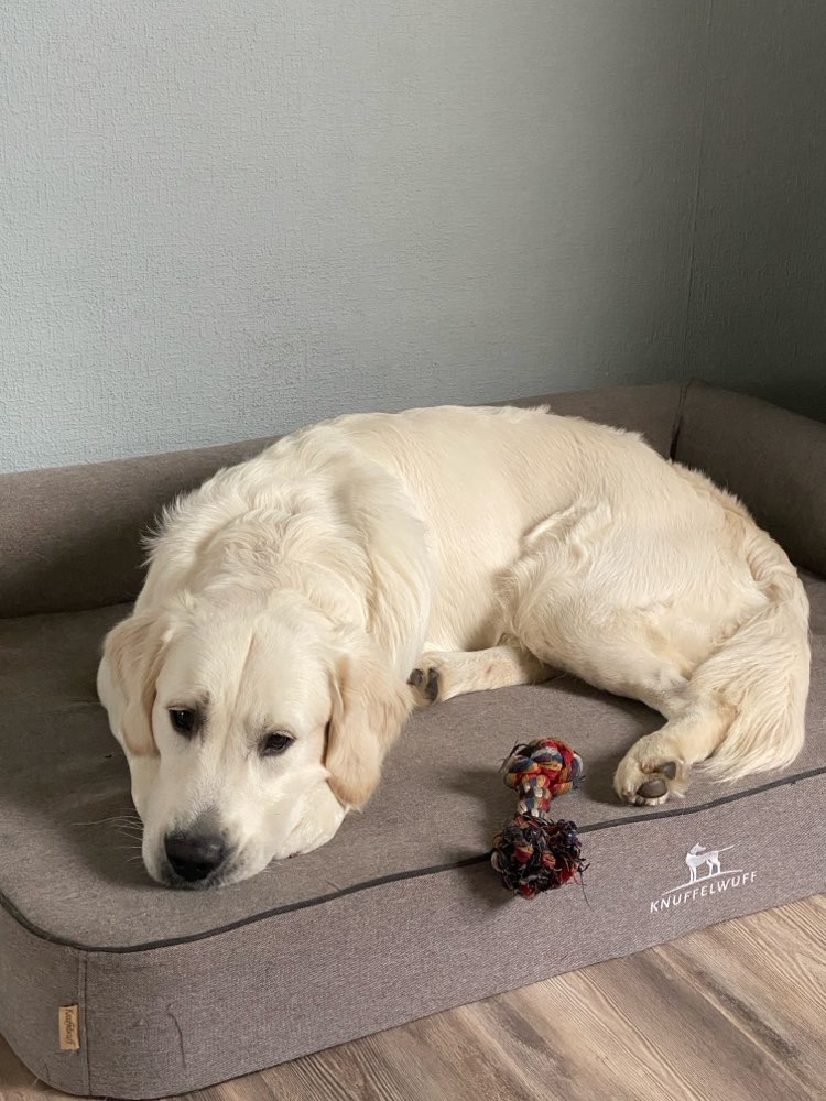 Hundetreffen-Gassi oder Dummytraining-Profilbild