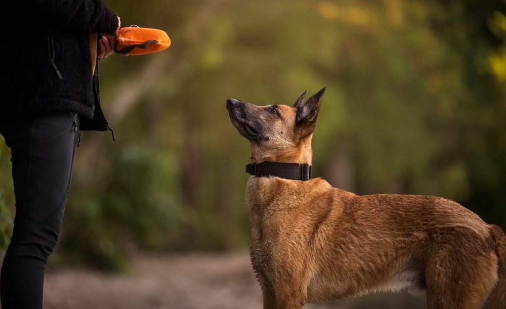 Hundetreffen-Tierphysiotherapie-Profilbild