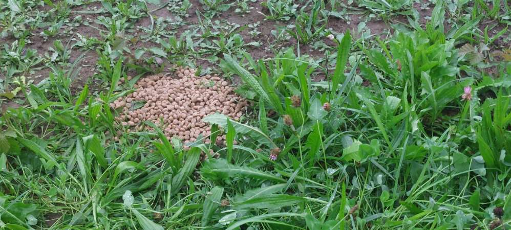 Giftköder-Evtl. Giftköder-Profilbild