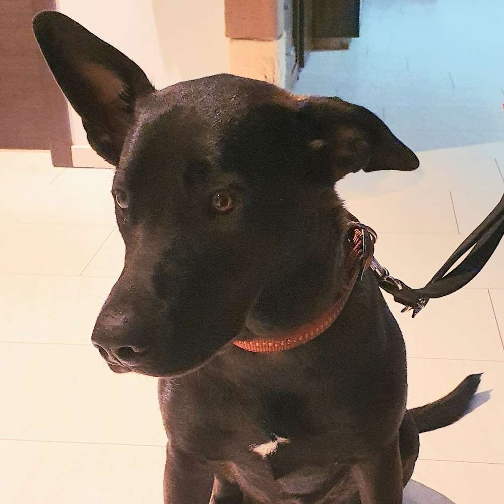 Hundetreffen-Welpen Spielstunde Trailsdorf-Profilbild