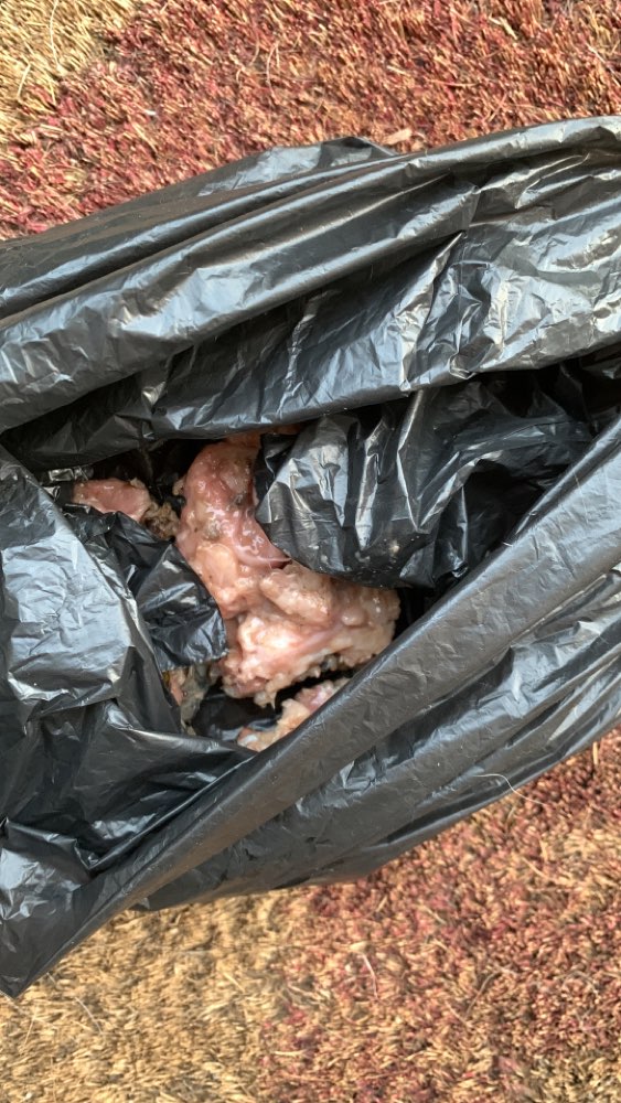 Giftköder-Fleisch in den Garten geworfen-Profilbild