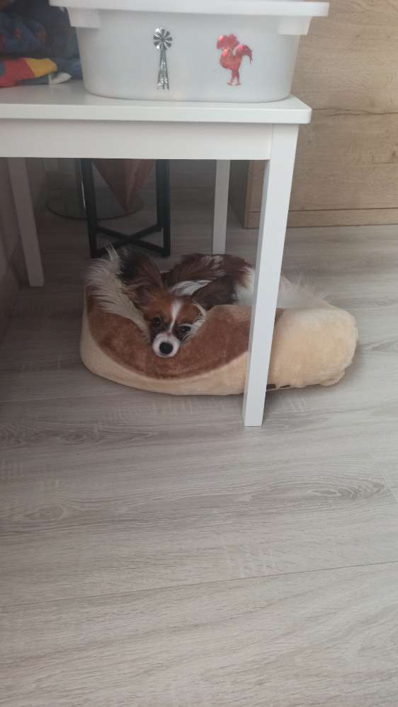 Hundetreffen-Gassi gehen, spielen Niedernhausen und Umgebung gesucht-Profilbild