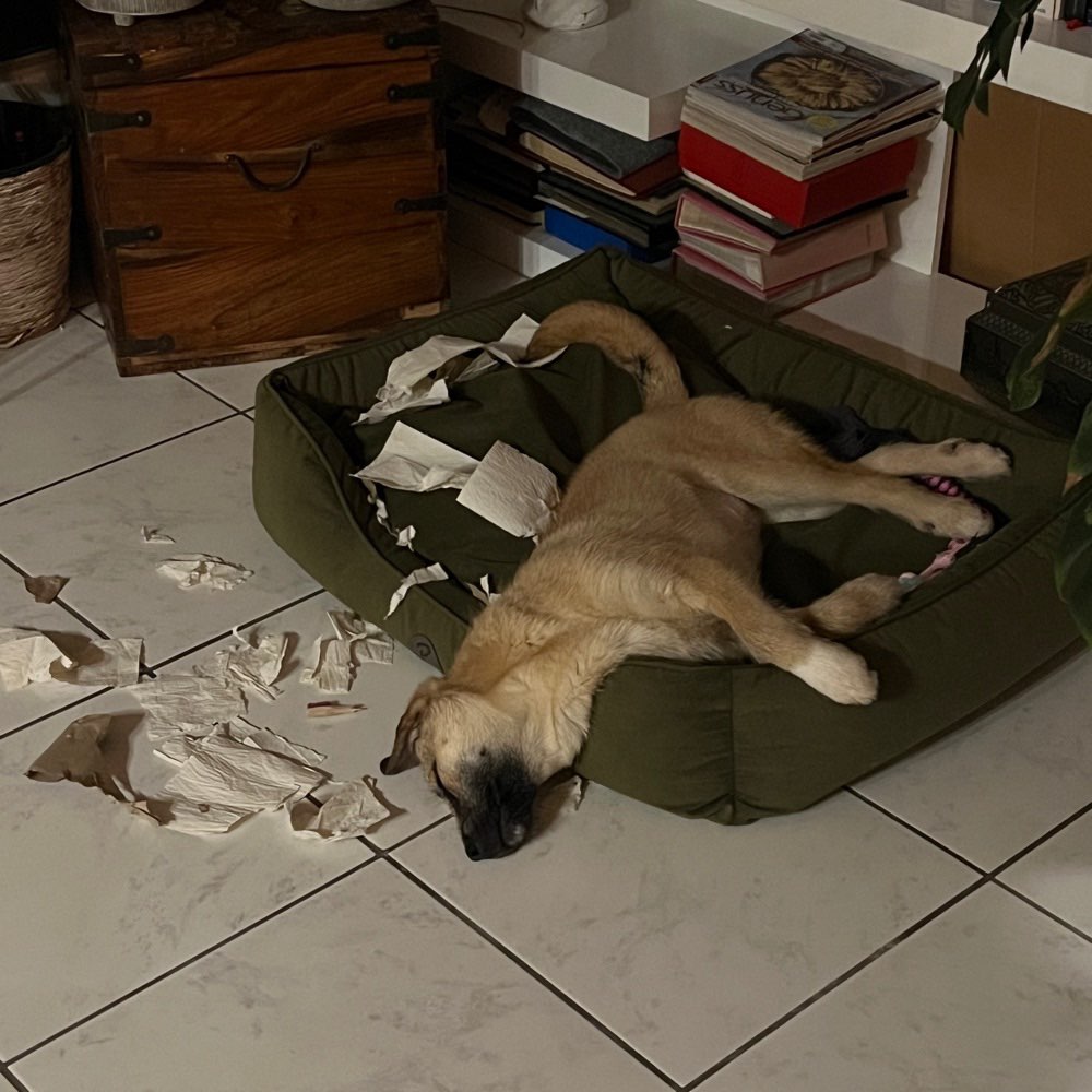 Hundetreffen-Hundefreunde, Gassikumpels, Spielgruppe gesucht-Profilbild