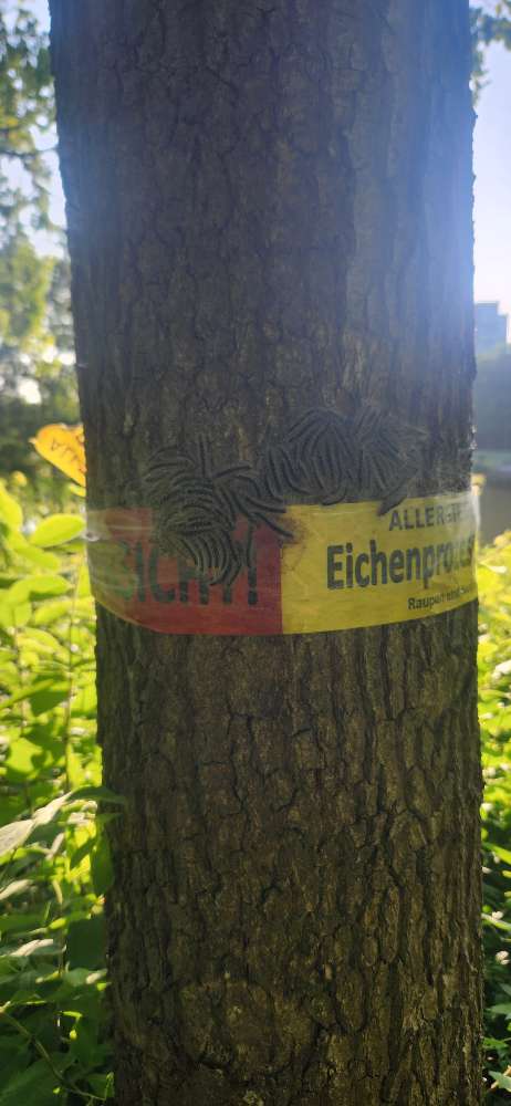 Giftköder-Eichenprozessionsspinner-Profilbild