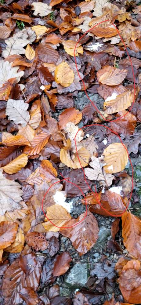 Giftköder-Weisses Pulver im Wald am Wegrand-Profilbild