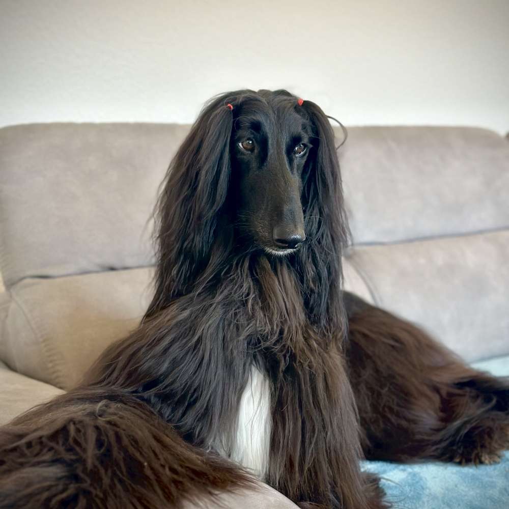 Hundetreffen-Spielrunde-Profilbild