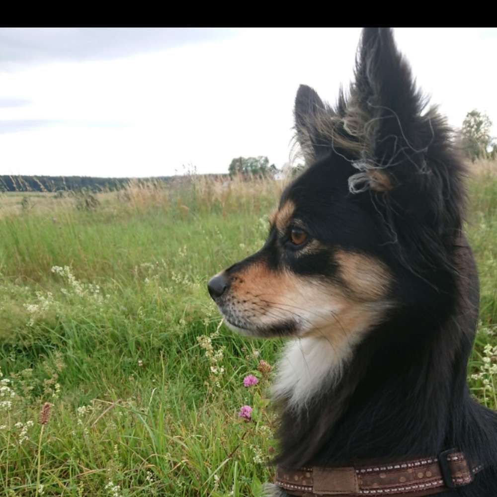 Hundetreffen-Gemeinsam unterwegs sein-Profilbild
