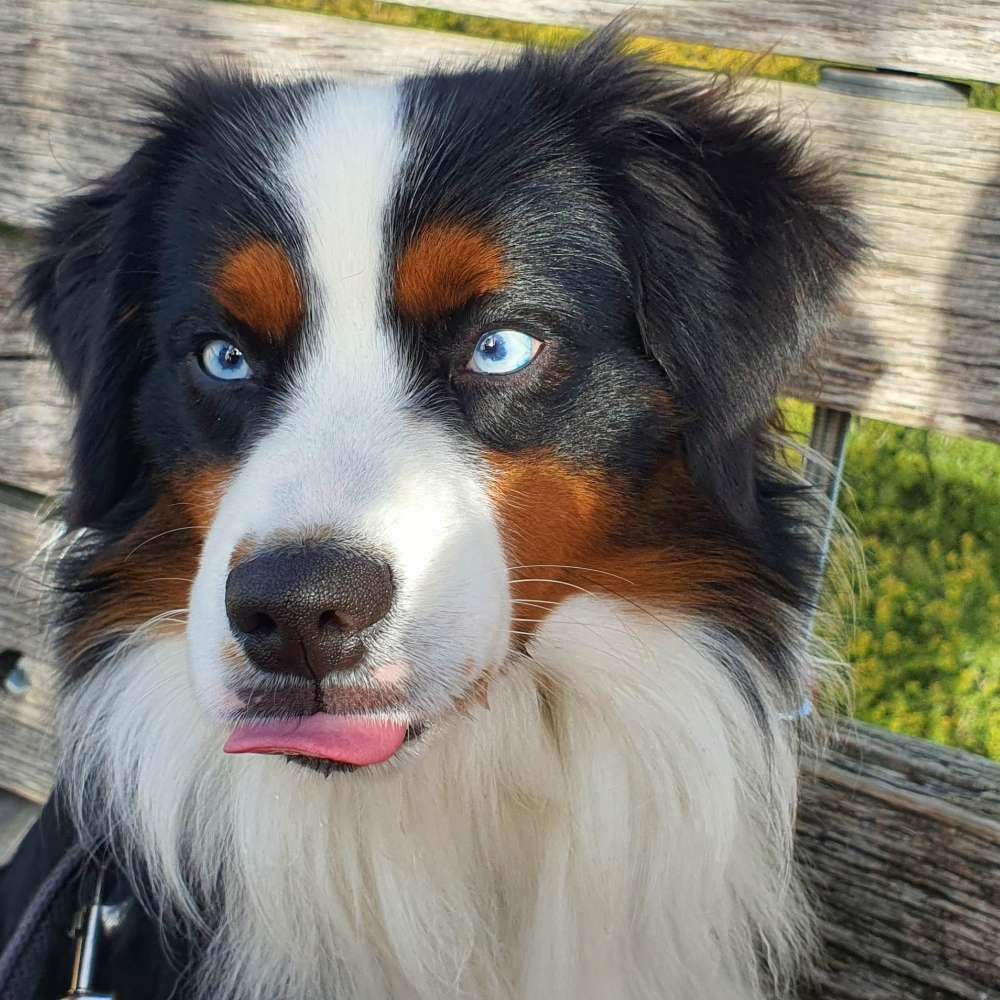 Hundetreffen-Trainingstreffen Gärtringen-Profilbild