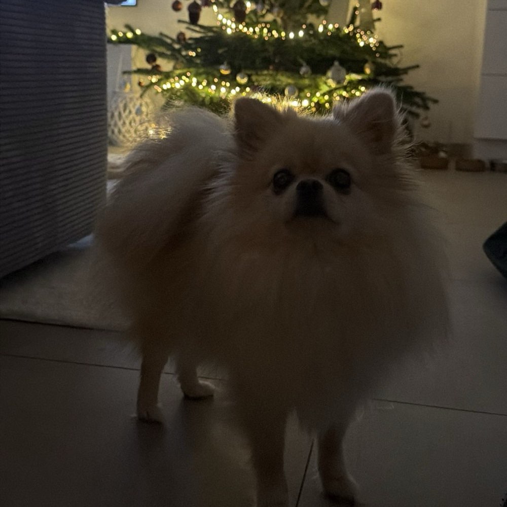 Hundetreffen-Kleine Luna sucht Spielkameraden-Profilbild