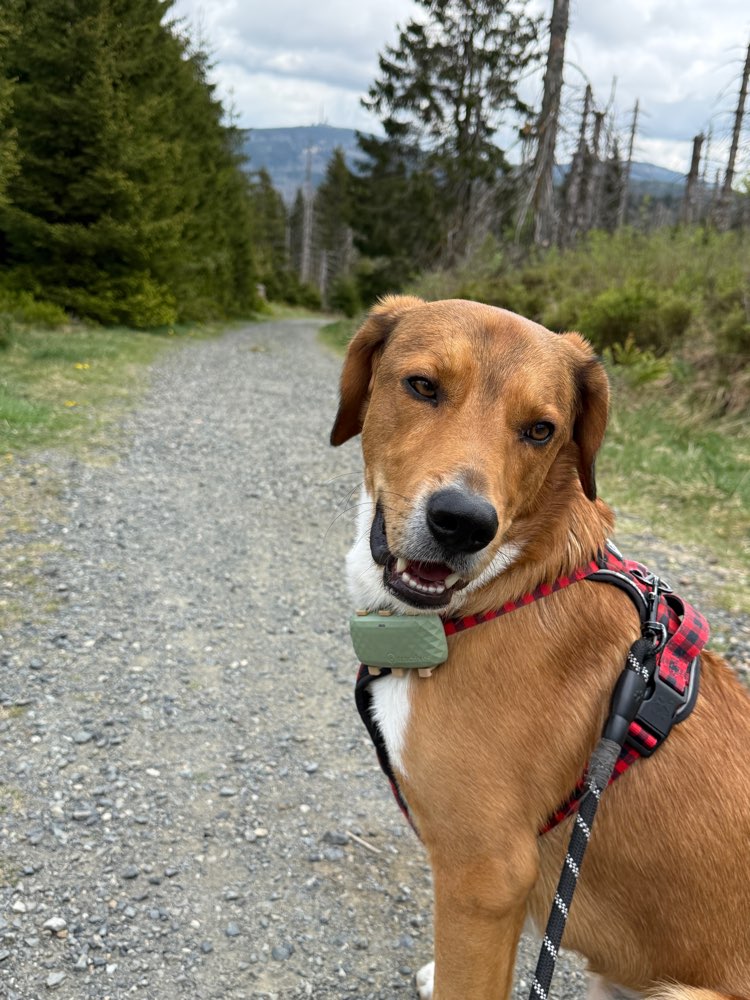 Hundetreffen-Spielen, Spazieren und Trainieren-Profilbild