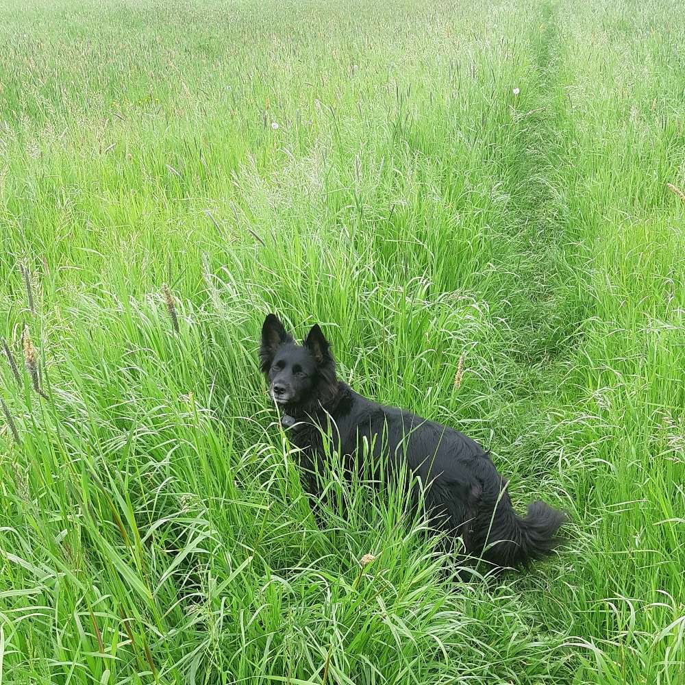 Hundetreffen-Entspanntes Gassi in der Natur-Profilbild