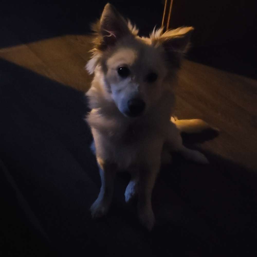 Hundetreffen-Gassi#neuekumpels#max#-Profilbild