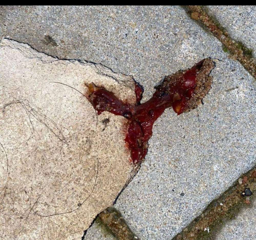 Giftköder-Giftköder gefunden!!-Profilbild