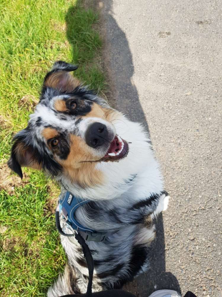 Hundetreffen-Spielrunde/Gassi Runde-Profilbild