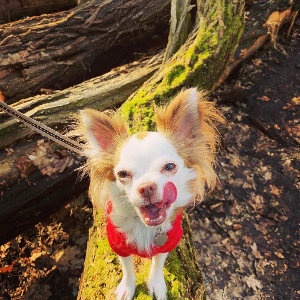 Hundetreffen-Treffen für kleine Hunderassen-Profilbild