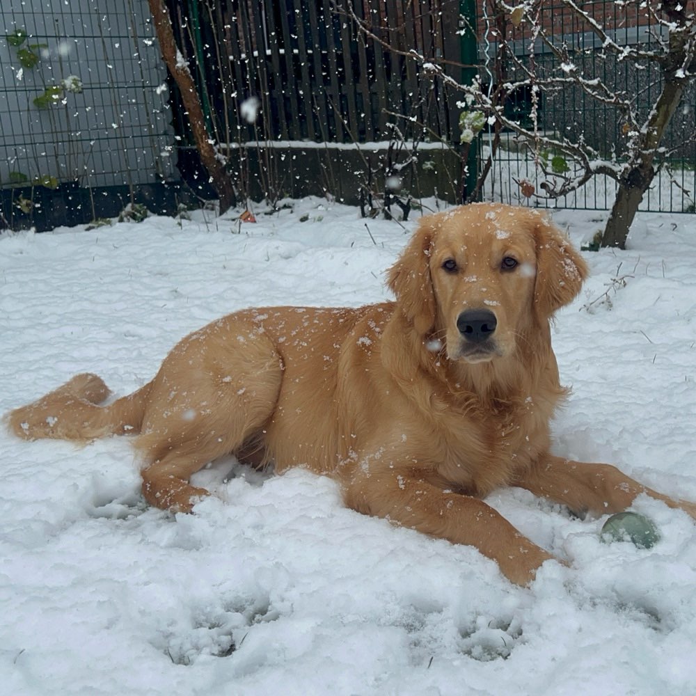 Hundetreffen-Spielkameraden gesucht.-Profilbild