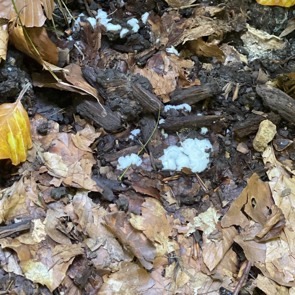 Giftköder-Weißes Pulver im Friedwald-Profilbild