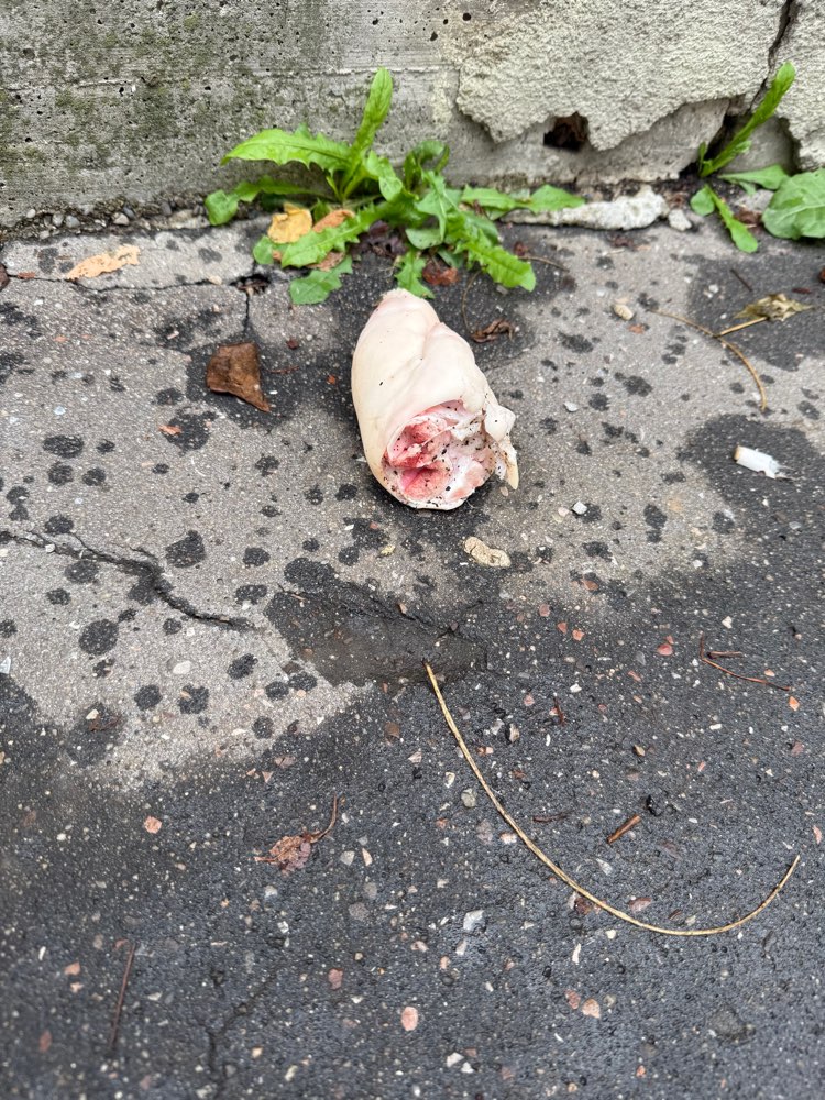 Giftköder-Schweinefuss an der Mauer-Profilbild