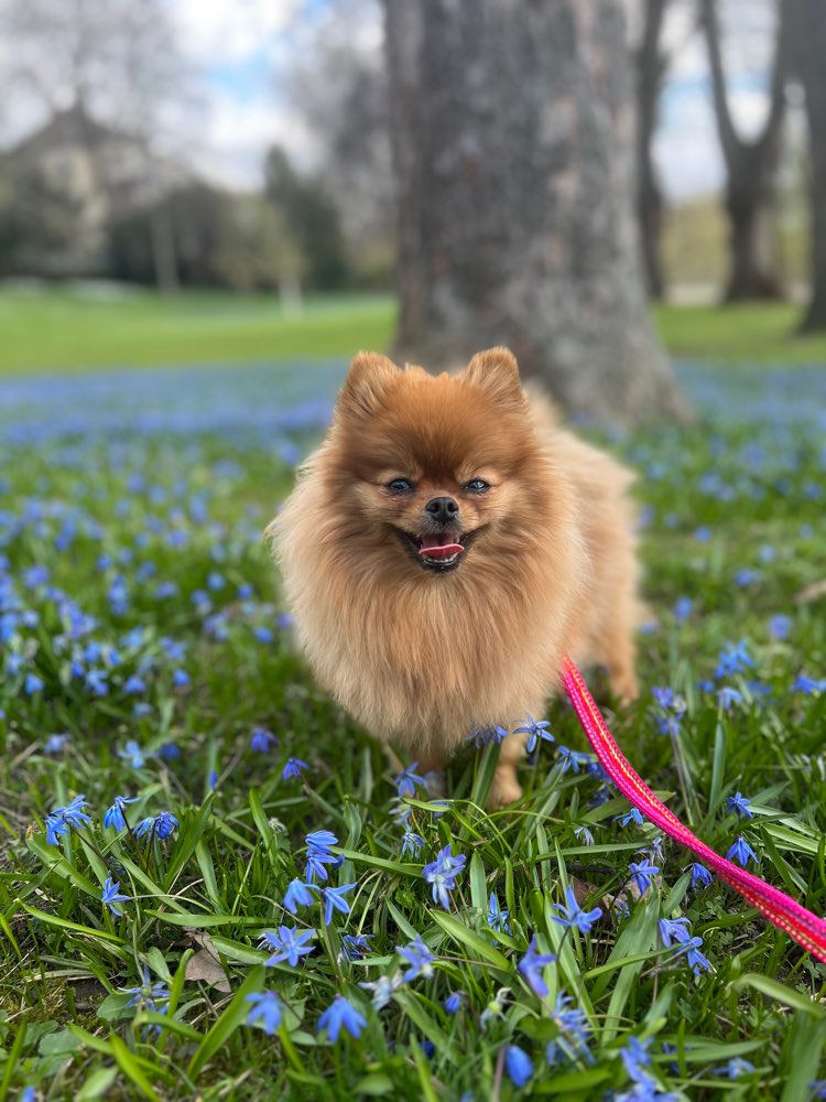 Hundetreffen-Spiel- & Gassifreunde gesucht 🐾-Profilbild