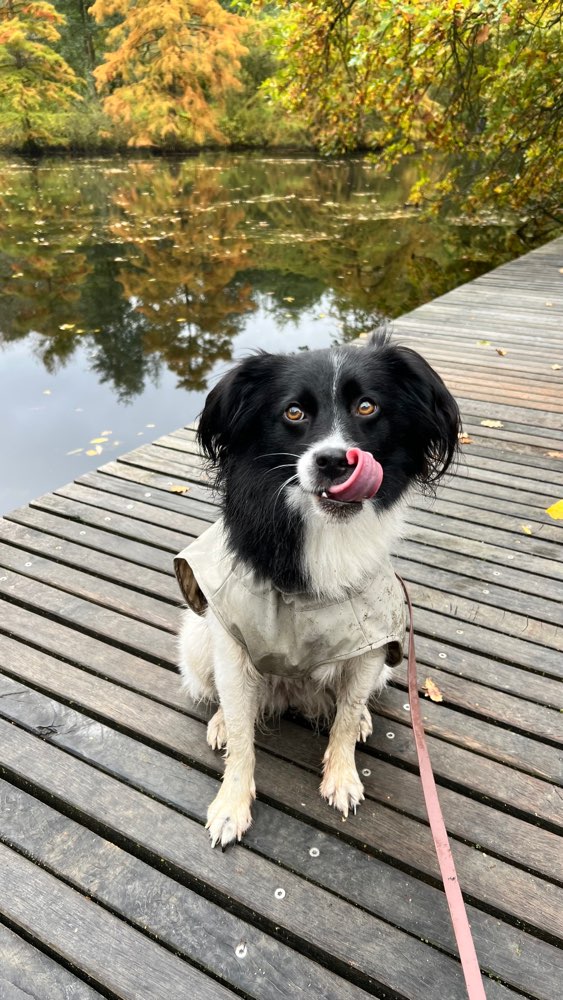 Hundetreffen-Gassi- und Spielpartner gesucht 🐾-Profilbild