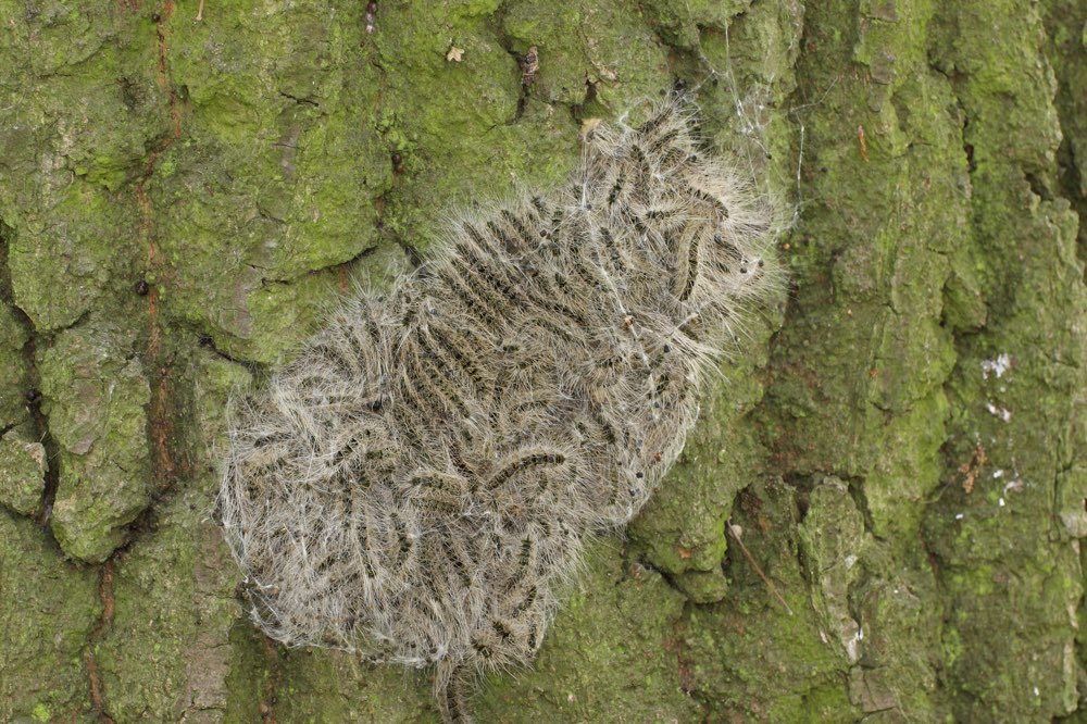 Giftköder-Eichenprozessionsspinner-Profilbild