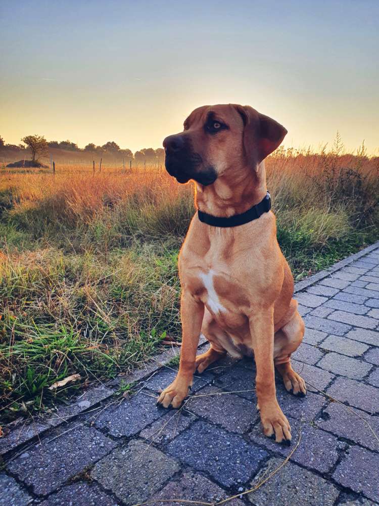 Hundetreffen-Spielpartner gesucht 🐕-Profilbild